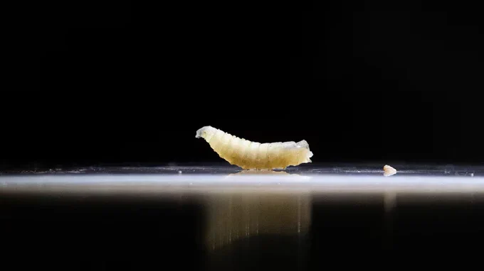 A screwworm, like this one seen in a file photo, was recently found in a calf in Texas. (Daniel Becerril/Reuters)
