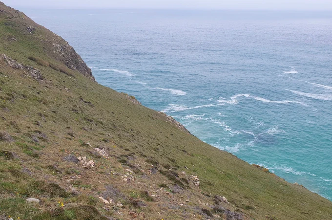 Typical habitat of Porrhoclubiona genevensis. Image thanks to Tylan Berry.