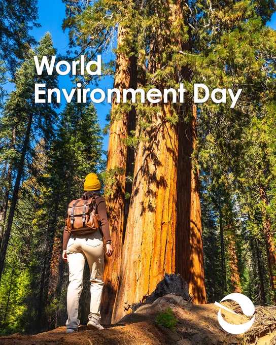Person looking at giant sequoia trees with overlayed text reading World Environment Day