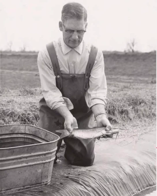 A man wearing waders is kneeling by a stream, holding a fish. There's a metal tub on their left. The scene is outdoors with grass and trees in the background.