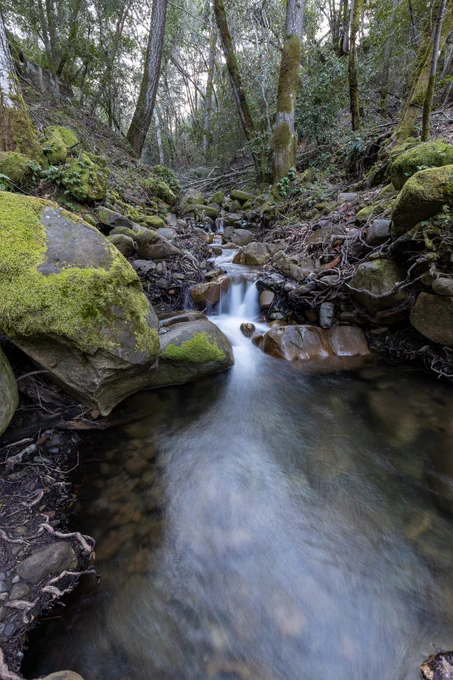 a waterfall through a forest.