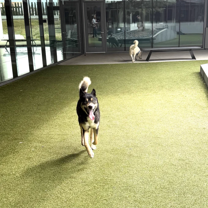 a Dog running toward the camera in an indoor play area. There is another dog sniffing around in the background.