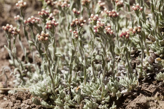 A close-up of clustered Rosy Pussytoes
(Antennaria rosea) plants with silvery-green foliage and small, clustered, pink flower buds.