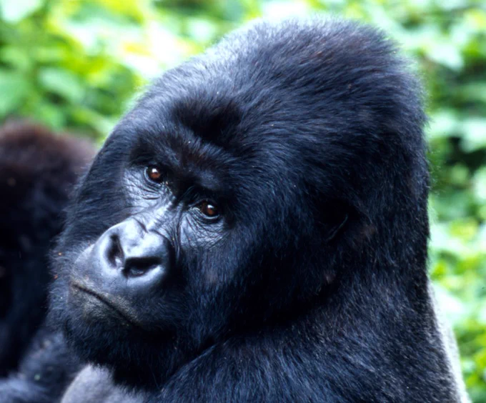 a mountain gorilla in Uganda