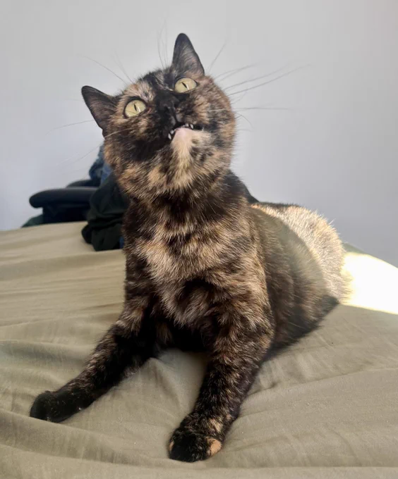Peanut Butter the cat is lying on the bed with her neck stretched out to look up excitedly at the toy that’s just out of frame above the camera. Her wide eyes and slightly open mouth—to catch the toy—make it look like she’s sporting a goofy, toothy smile. She says “look my best, smile for the picture”