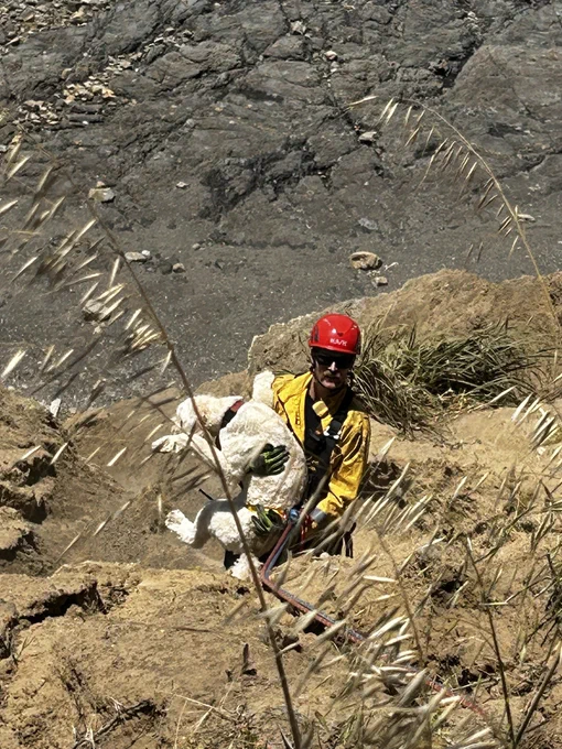 Firefighters on cliff with dog