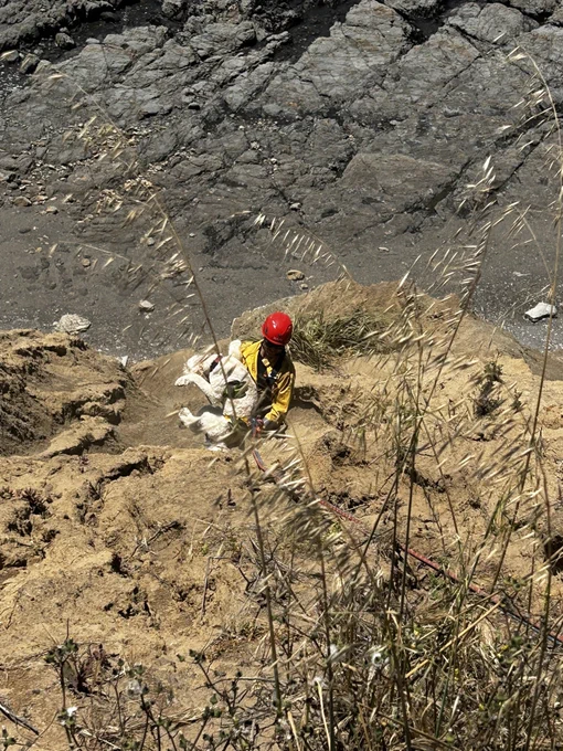 Firefighters on cliff with dog