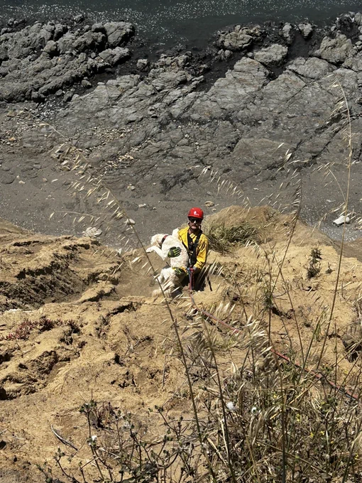 Firefighters on cliff with dog