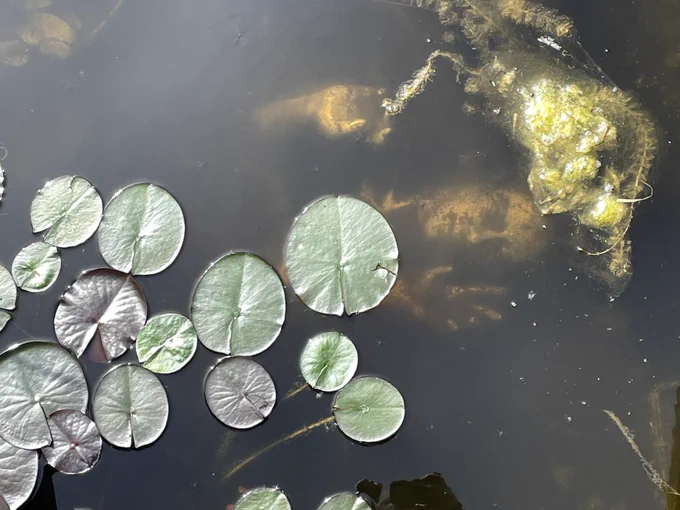 A golden woman under the dark water of a pond with lily pads
