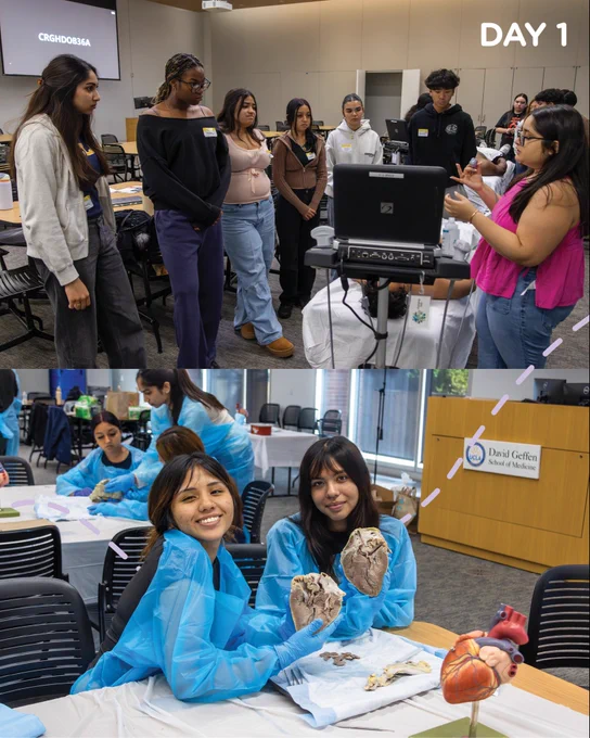 Split image labeled “Day 1” showing students participating in a hands-on cardiac camp session at UCLA. In the top scene, a small group stands around a medical cart with a monitor while an instructor demonstrates equipment beside a patient simulation table in a classroom. In the bottom scene, students wearing blue protective gowns and gloves sit at tables conducting a heart dissection, holding and examining real heart specimens, with surgical tools and a model of a human heart visible nearby and a podium labeled “David Geffen School of Medicine at UCLA” in the background.