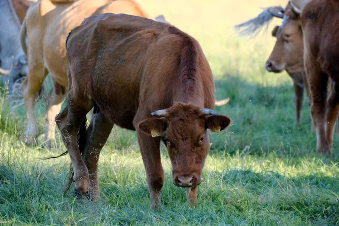 Cover image illustrating: New World screwworm parasite outbreak confirmed in Texas cattle, threatening $1.8 billion in losses amid historically low herd levels.