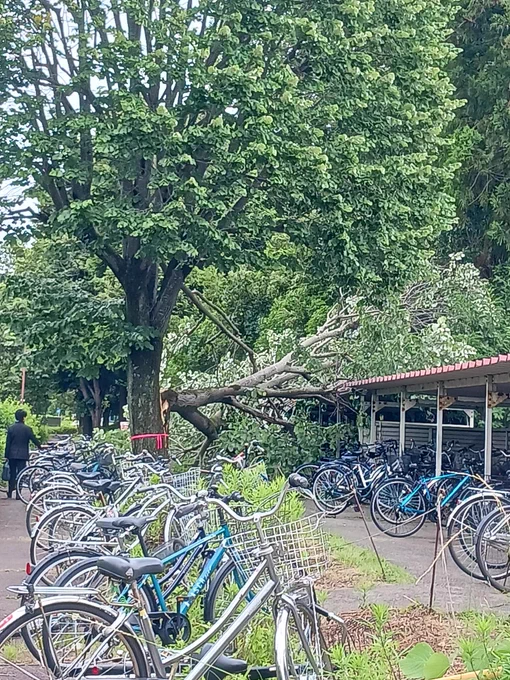 春日エリア体育館裏で、自転車小屋に向かって木が倒れている様子。自転車小屋の屋根は凹んでいる。