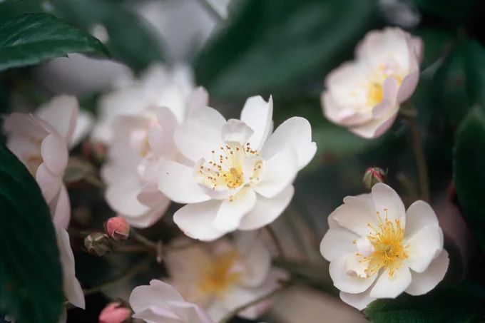 The white flowers of a climbing rose, surrounded by leaves