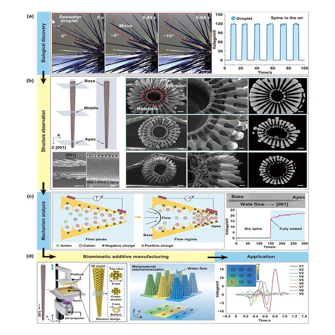 Biomimetic additive manufacturing of gradient cellular solids inspired by abiotic mechanoelectrical perception
