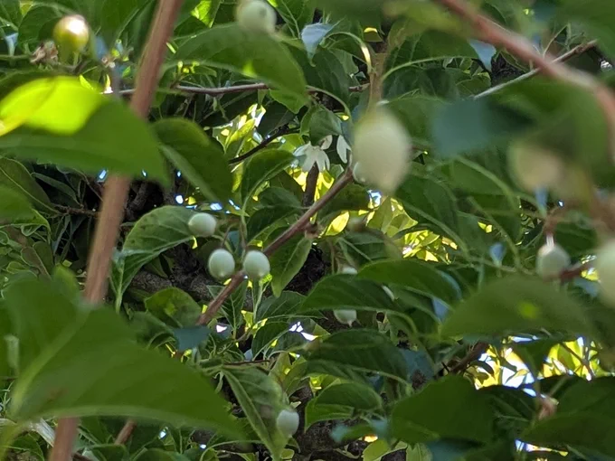 見上げればえごの木や梅の木がみずみずしい緑の実をつけています