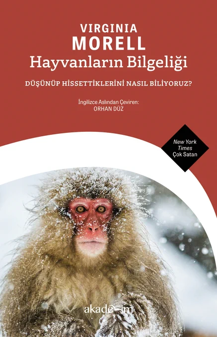 Görsel, gönderide bahsedilen kitabın kapağıdır.
Kapak, hayvanların zihin ve duygularına dair araştırmaları görsel bir metaforla yansıtan etkileyici bir tasarıma sahip.
Ana görselde bir kar makak maymunu (snow monkey) yer alıyor.
Yüzü kırmızı, kürkü karla kaplı; bu hem doğanın sertliğini hem de hayvanın duygusal ifadesini öne çıkarıyor.
Arka plan karla örtülü, soğuk bir atmosfer sunuyor. Bu, kitabın bilimsel sorgulamasını doğanın gerçekliğiyle bütünleştiriyor.
Kitabın adı ‘Hayvanların Bilgeliği: Düşünüp Hissettiklerini Nasıl Biliyoruz?’, çevirmeni de Orhan Düz.