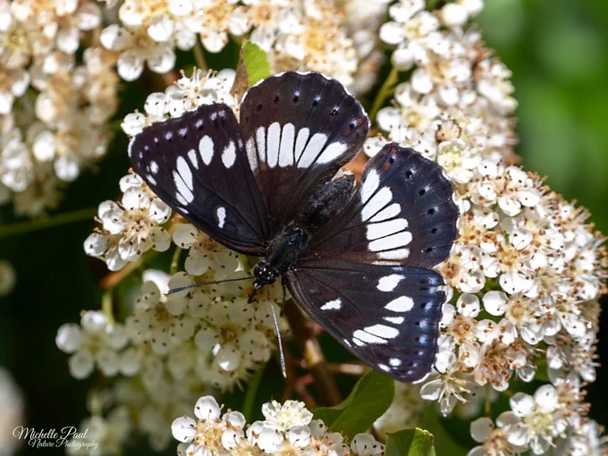 A Southern White Admiral butterfly resting on a cluster of white blossom in sunshine. Its dark chocolate-brown wings are spread open, displaying striking white bands and spots against a softly blurred green background.