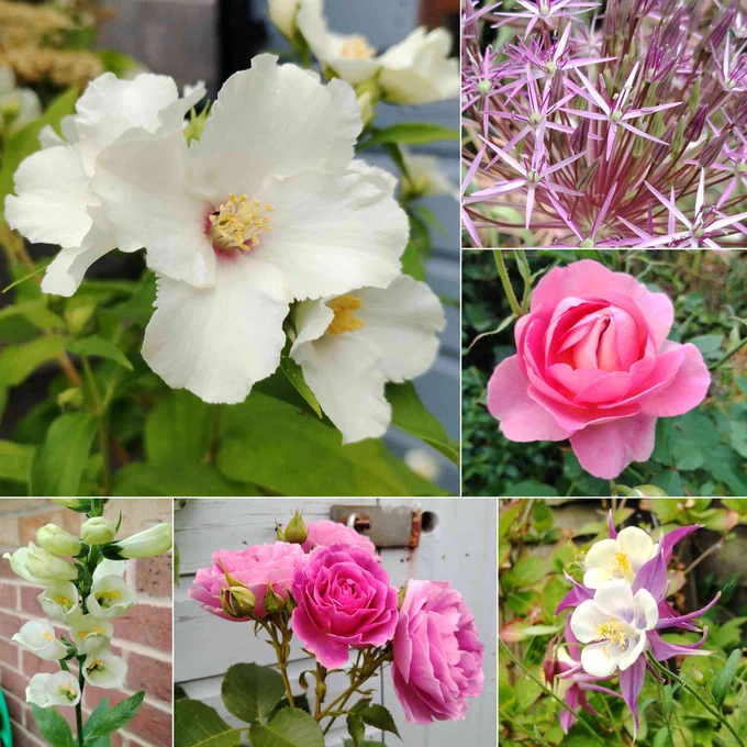 A collage of six photographs of flowers, comprising: three large white four petalled philadelphus flowers with a blush of pink at the centre & yellow stamens; a mass of spikey star-like lilac metallic allium flowers; a globe-like pink rose with rounded petals; two pink and pale cream aquilegia flowers with long spurs or tails; a cluster of ruffly purple-pink roses; a spire of white trumpet-like foxglove flowers with yellow stamens.