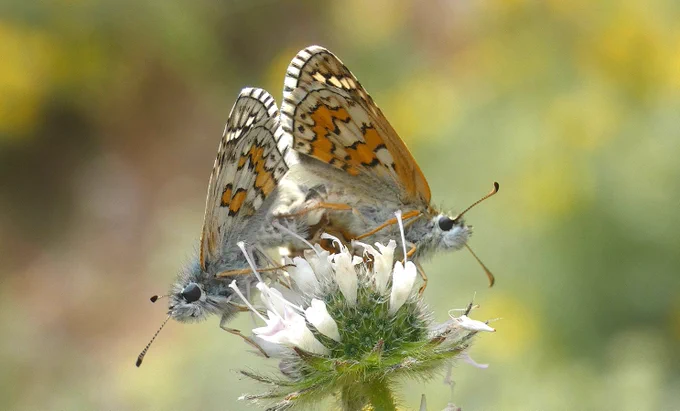 Yellow-banded Skipper (Pyrgus sidae) © David Moore