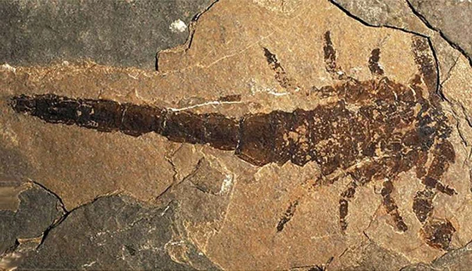 The discovery of Eramoscorpius (pictured) finally provided the fossil evidence to prove Praearcturus was a scorpion after all.