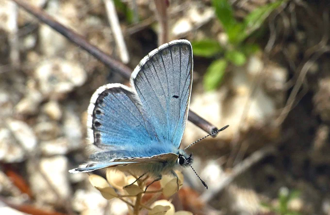 Blue Argus (Aricia anteros) © David Moore