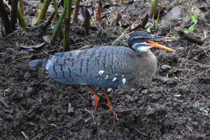 Sunbittern