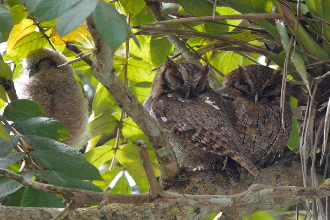 Tropical Screech Owls