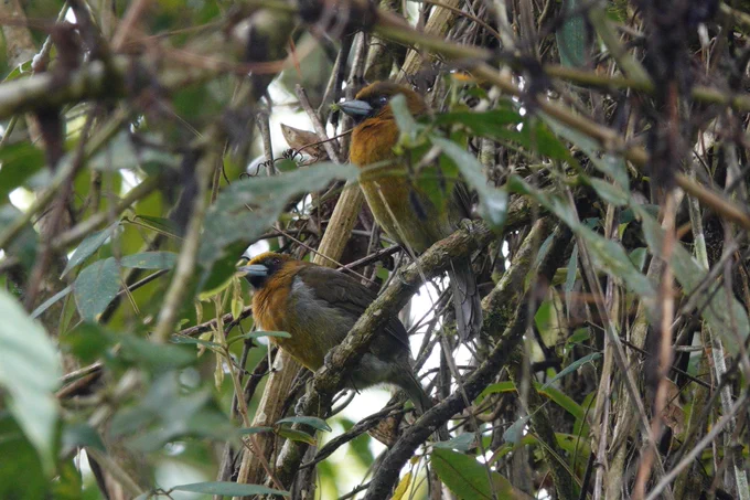 Prong-billed Barbets