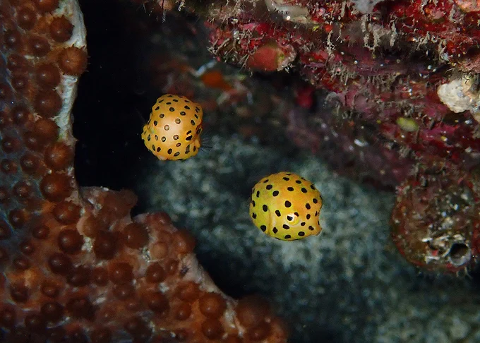 Hachijojima, concolor, nitrox, Yellow boxfish, juvenile, boxfish, macro photography, scubadiving