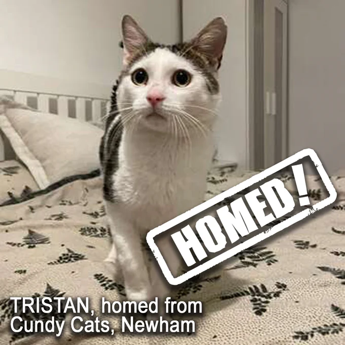 Tristan, a short-haired tabby-and-white cat who has been homed from Cundy Cats in Newham.

In the photo, he is walking across a double bed, with a wardrobe in the background. The duvet cover is cream-coloured with a pattern of dark brown leaves, which tones nicely with Tristan’s fur!
