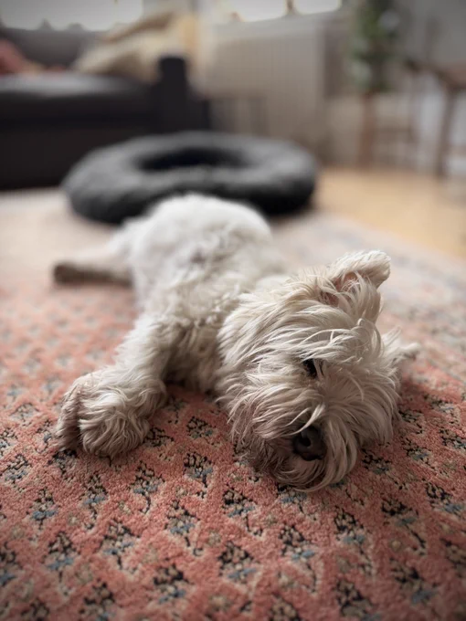 Raffa: king of dogs