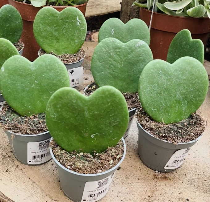 Heart-shaped cactus plants sitting on a wooden table.