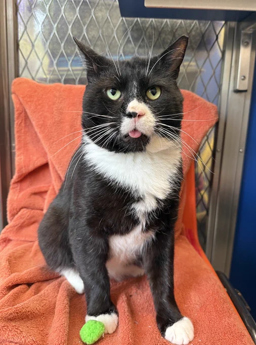 A black and white cat with green eyes sits on an orange towel inside a cage. Its tongue is slightly sticking out, and a green toy ball is near its paw.