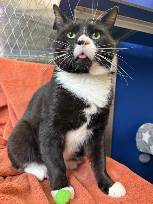 A black and white cat sits on an orange blanket, with part of its tongue visible. One paw is resting on a small green ball. The background includes a chain-link fence and a wall with a grey star decoration.