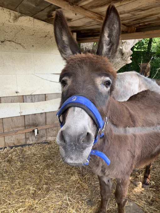 Ein brauner Esel schaut zum Betrachter, den Kopf etwas angehoben. Im Fell ist ein Längsstreifen ausrasiert zur besseren Temperaturregulation. Auf dem Boden liegt Stroh.