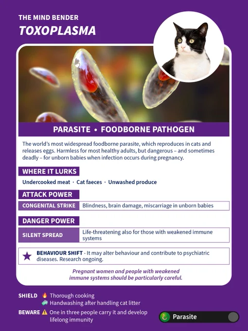 Close-up of Toxoplasma parasite with info on its transmission, risks, and effects on unborn babies and immune systems.
