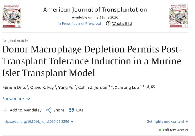 Research article on donor macrophage depletion enabling transplant tolerance in a mouse islet model from American Journal of Transplantation.
