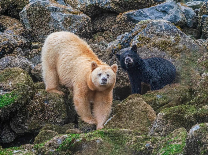 A Spirit Bear and her black bear cub stand on large rocks in the Great Bear Rainforest, British Columbia.