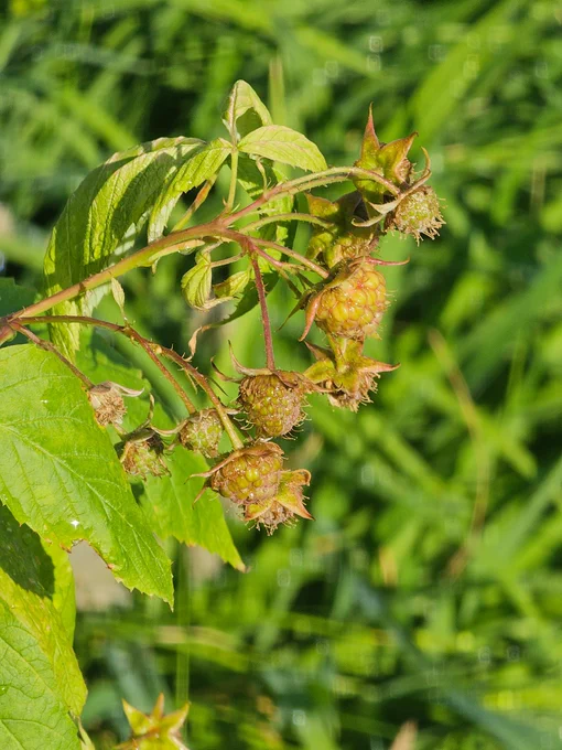 Raspberries growing in my backyard