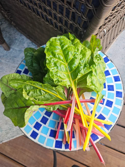 Rainbow chard green leaves with yellow, pink, orange, and red stems on a blue tile table on my deck
