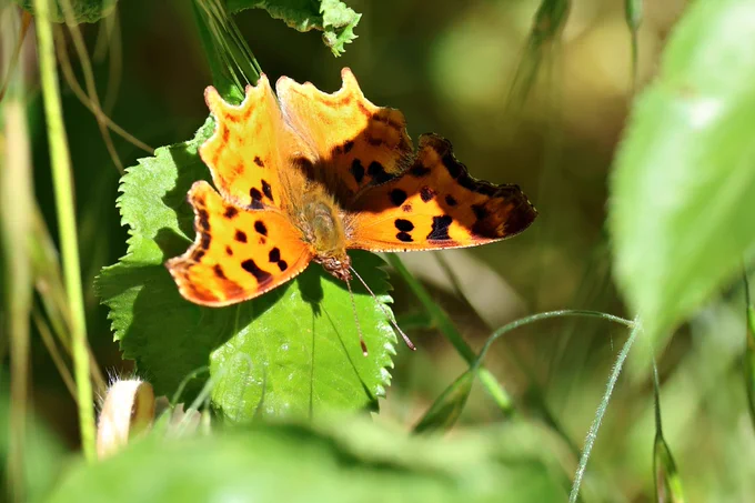 Butterfly on leaf at Cuyamaca Rancho State Park