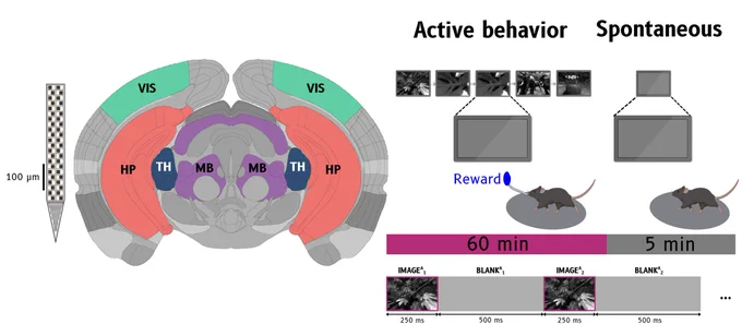 An illustration of the experimental setup used in this study. On the far left is an image of a neuropixels 1.0 probe with a scale bar showing 100 micrometers. To its right is the coronal section of the brain showing the visual cortex (abbreviated VIS and shown in green), thalamus (abbreviated TH and shown in blue), hippocampus (abbreviated HP and shown in coral), and midbrain (abbreviated MB and shown in purple). On the far right are the behavioral tasks during active behavior epoch. Animals viewed natural images, shown for 250 ms each, followed by 500 ms blank screens, and received a water reward for reporting detected changes. 