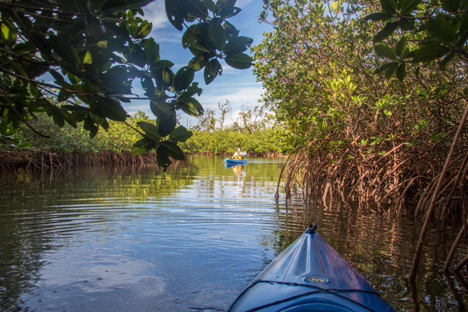 View from a blue kayak navigating through calm mangrove waters with dense green foliage on both sides under a clear sky.