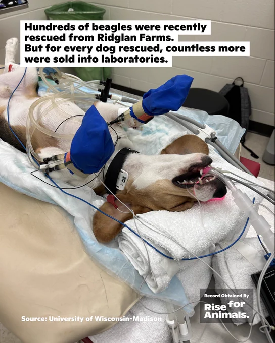 Hundreds of beagles were recently rescued from Ridglan Farms. But for every dog rescued, countless more were sold into laboratories.