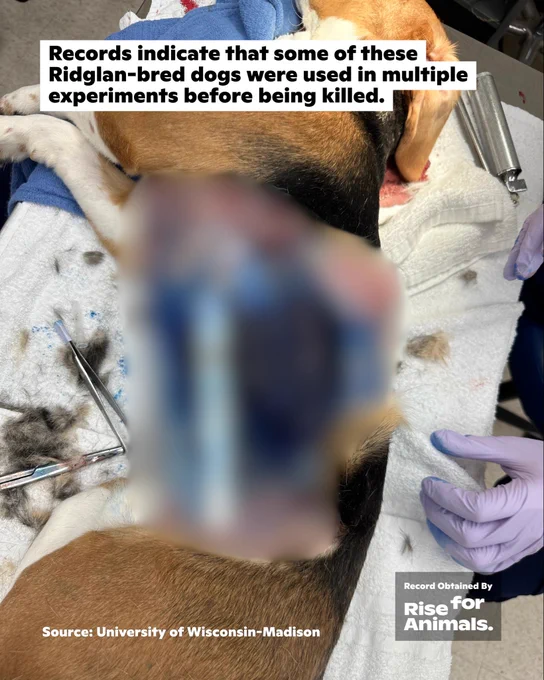 Records indicate that some of these Ridglan-bred dogs were used in multiple experiments before being killed.