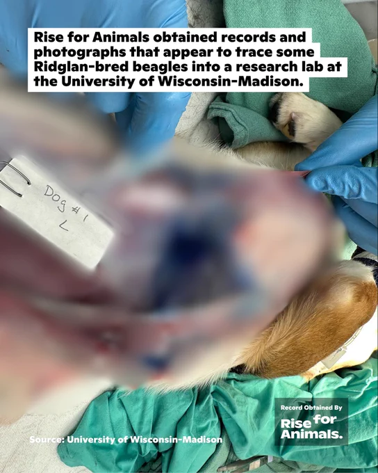 Rise for Animals obtained records and photographs that appear to trace some Ridglan-bred beagles into a research lab at the University of Wisconsin-Madison.