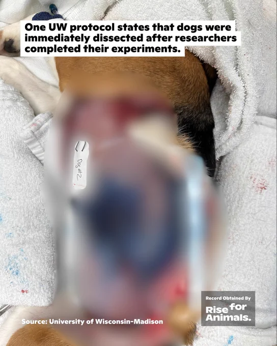 One UW protocol states that dogs were immediately dissected after researchers completed their experiments.
