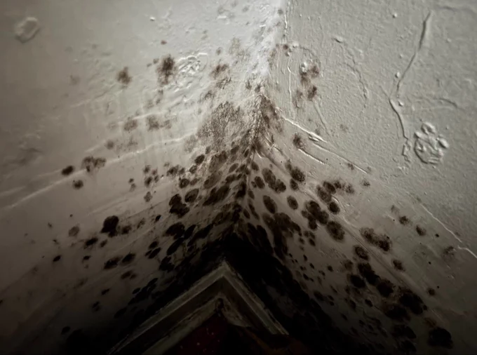 a big black mold infestation