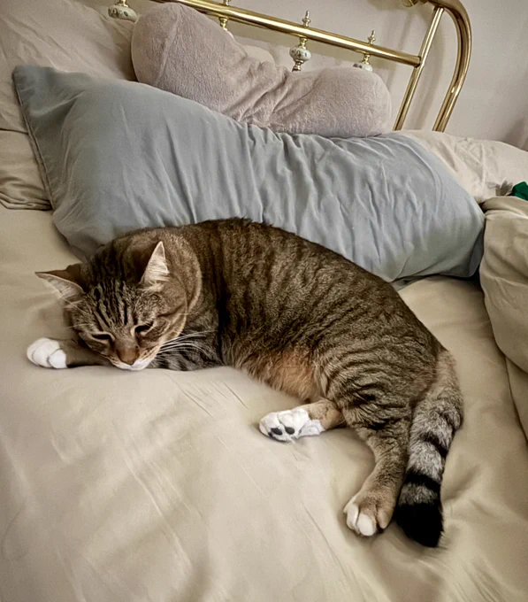 Earl lying on his left side with his head resting on his left paw and back legs and tail curled around in a loose semicircle. He is lying on the light tan sheet, propped against a light blue pillow with the bed covers thrown back.

Earl grey shorthaired tabby kitty boy with green eyes.
