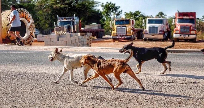 Stray dogs on the run in Cabo Rojo, Pedernales, Dominican Republic. Gary Moore photo. Real World Photographs.  #DominicanRepublic #photojournalism #Grok #animals #strays #Nikon #CaboRojo #Pedernales  #garymoorephotography #realworldphotographs  #streetphotography #dogs